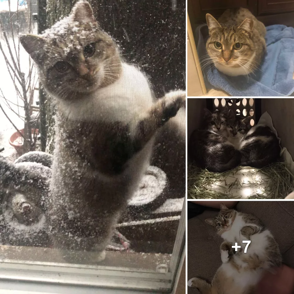 Stray Cat’s Plea for Shelter During a Harsh Polar Vortex