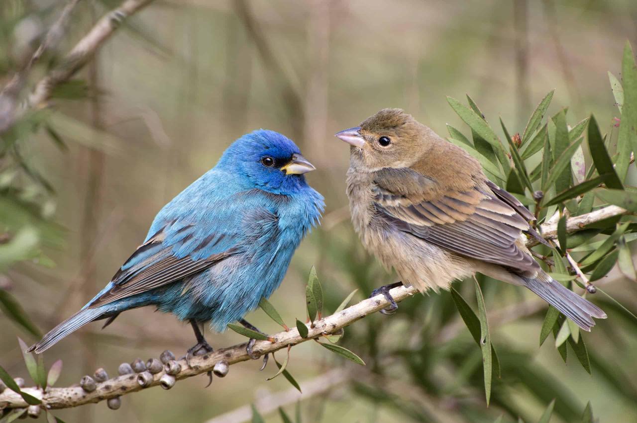 Indigo Buntings: Nature's Living Blue Jewels Seamlessly Blending with the Sky